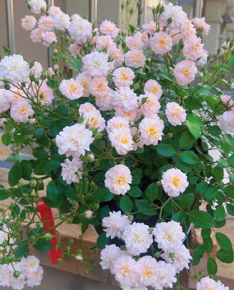 Hoa hồng Brise Parfum rose: Dễ trồng, nở đẹp quanh năm, hương thơm quyến rũ