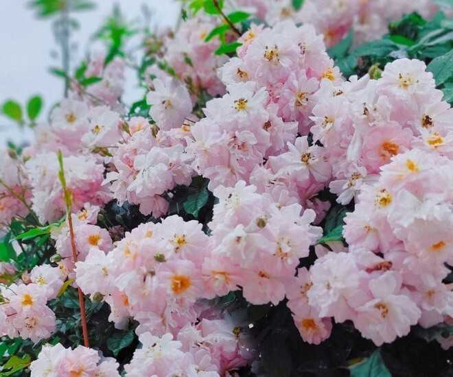 Hoa hồng Brise Parfum rose: Dễ trồng, nở đẹp quanh năm, hương thơm quyến rũ