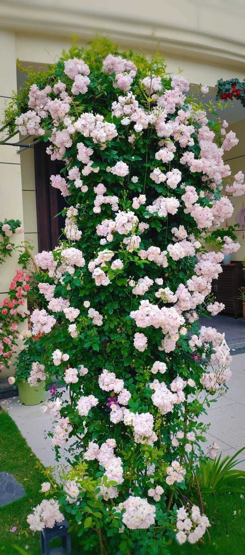 Hoa hồng Brise Parfum rose: Dễ trồng, nở đẹp quanh năm, hương thơm quyến rũ